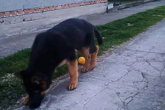 Owczarek niemiecki, Mazowieckie, Wola Pieczyska