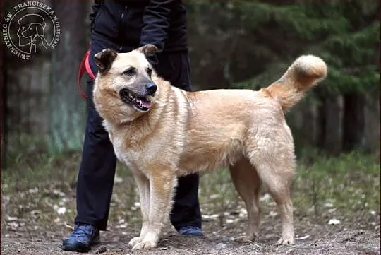 Rudi - super miś! :)