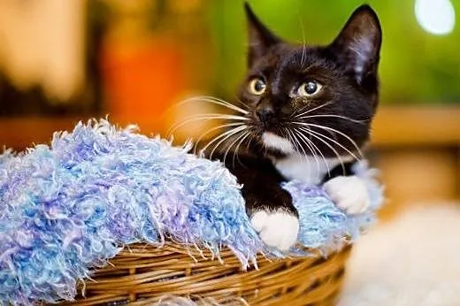 Mrucząca Dafne, kotka do adopcji,  mazowieckie Warszawa