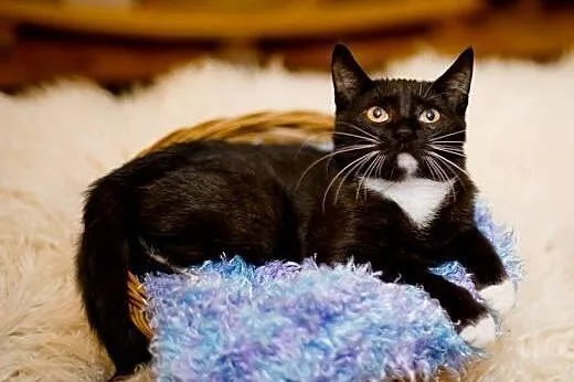 Mrucząca Dafne, kotka do adopcji,  mazowieckie War