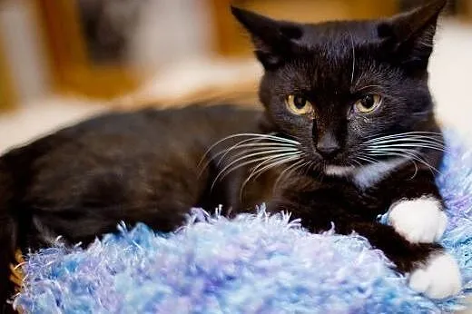 Mrucząca Dafne, kotka do adopcji,  mazowieckie War