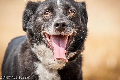 OTOZ Animals - Stasiu - dojrzały, spokojny psiak ze smutkiem w oczach,  pomorskie Tczew