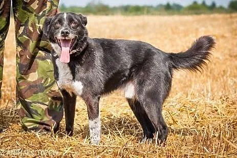 OTOZ Animals - Stasiu - dojrzały, spokojny psiak z
