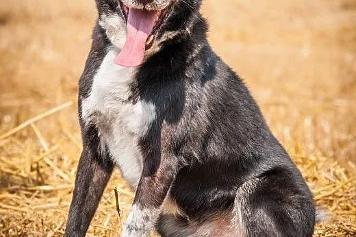 OTOZ Animals - Stasiu - dojrzały, spokojny psiak z