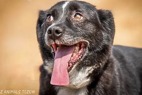 OTOZ Animals - Stasiu - dojrzały, spokojny psiak z