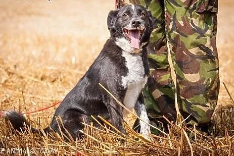 OTOZ Animals - Stasiu - dojrzały, spokojny psiak z