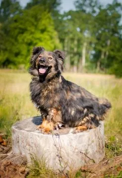 Usio - cudowny, łagodny, wyjątkowy psiak!  Usio jest młodym (ok. 3 lata), wesołym psiakiem. Ma miłą, mięciutką sierść i uśmiechnięty pychol., , Wrocław