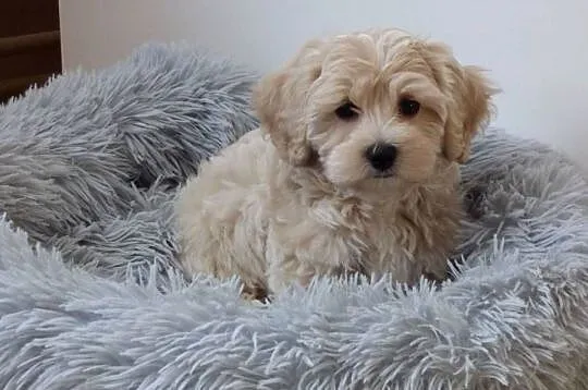 Szczeniaki rasy Maltipoo 8 tyg, Świętokrzyskie, Kielce