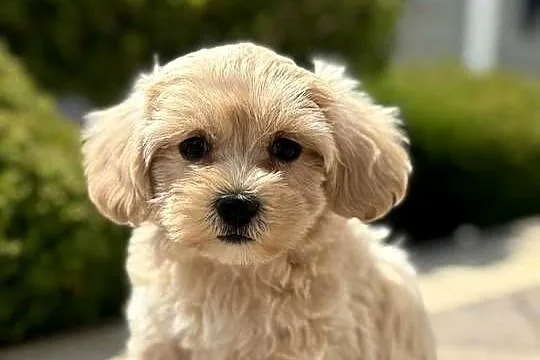 Szczeniaki rasy Maltipoo 8 tyg, Świętokrzyskie, Kielce