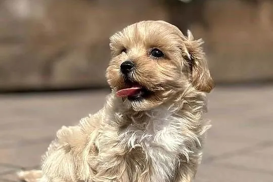 Szczeniaki rasy Maltipoo 8 tyg, Świętokrzyskie, Kielce