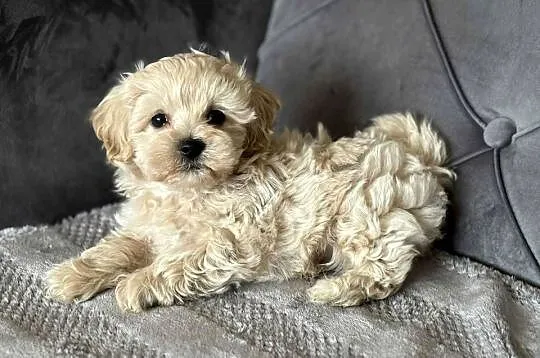 Szczeniaki rasy Maltipoo 8 tyg, Świętokrzyskie, Kielce