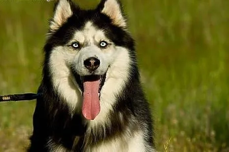Baki - pies w typie siberian husky PILNIE szuka do