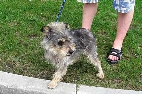Żabcia - mikro sunia do pilnej adopcji,  śląskie Katowice