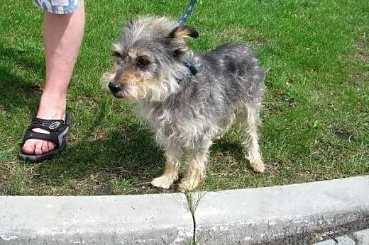 Żabcia - mikro sunia do pilnej adopcji,  śląskie K