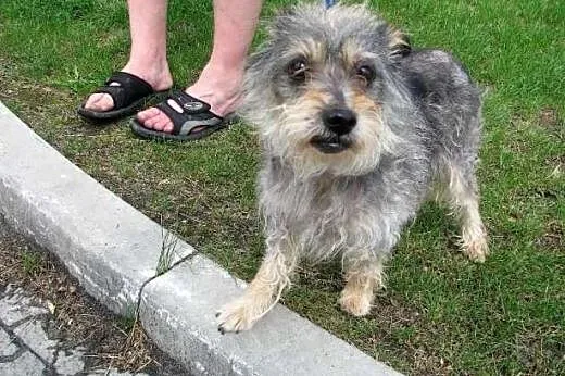 Żabcia - mikro sunia do pilnej adopcji,  śląskie K