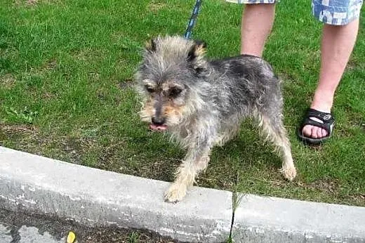 Żabcia - mikro sunia do pilnej adopcji,  śląskie K
