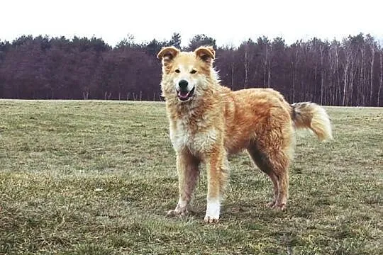 Saper szuka domu.