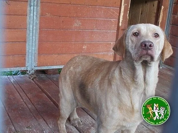 Smutna sunia w typie labradora czeka na kochający