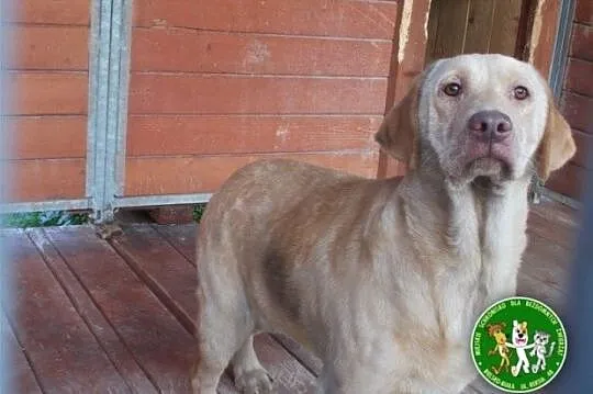 Smutna sunia w typie labradora czeka na kochający 