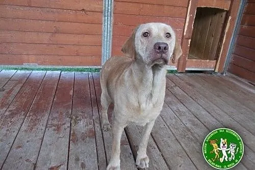 Smutna sunia w typie labradora czeka na kochający 