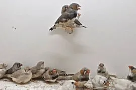 Zeberki samiec samica zeberka