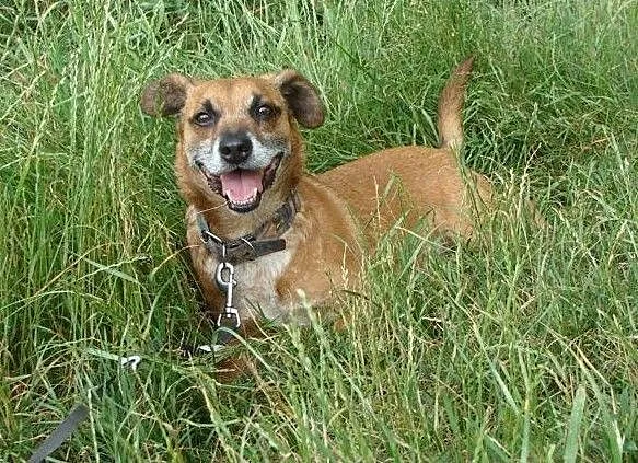 RUDY-towarzyski, kontaktowy, aktywny, kocha spacery i człowieka, ADOPCJA, Łódzkie, Łódź