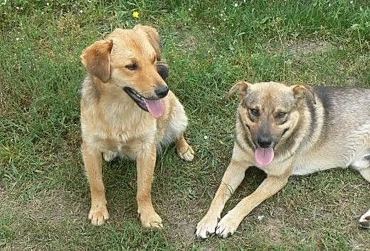 Dwa pieski 6-7 miesiecy szukaja domku!!!, świętok