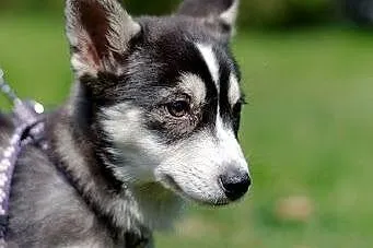 Nuri - kilkumiesięczna sunia w typie husky do adop