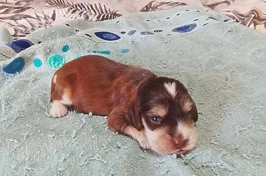 Cocker Spaniel Angielski Piesek