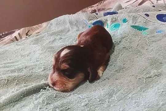 Cocker Spaniel Angielski Piesek, Wielkopolskie, Jutrosin