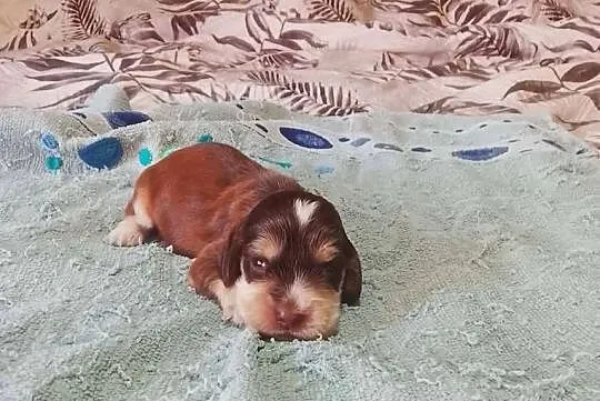 Cocker Spaniel Angielski Piesek, Wielkopolskie, Jutrosin