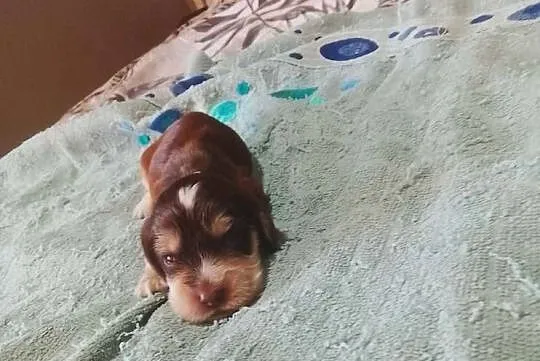 Cocker Spaniel Angielski Piesek, Wielkopolskie, Jutrosin