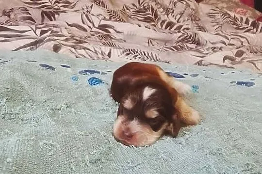 Cocker Spaniel Angielski Piesek, Wielkopolskie, Jutrosin