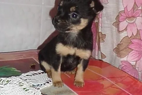 Pieski chihuahua