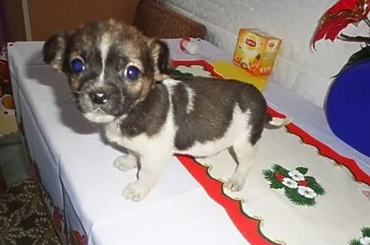 Pieski chihuahua