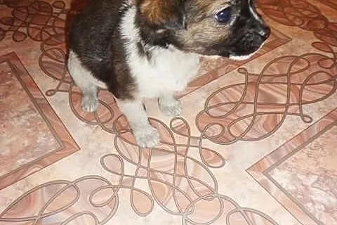 Pieski chihuahua