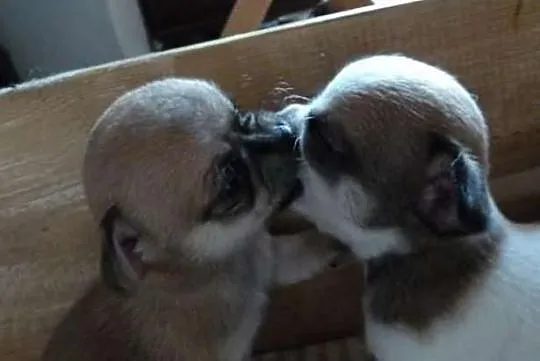 Pieski chihuahua