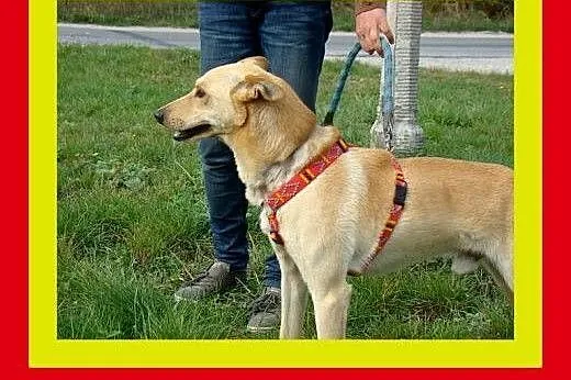 20kg,młody,pozytywny,energiczny,łagodny,pies CZAR,  małopolskie Kraków