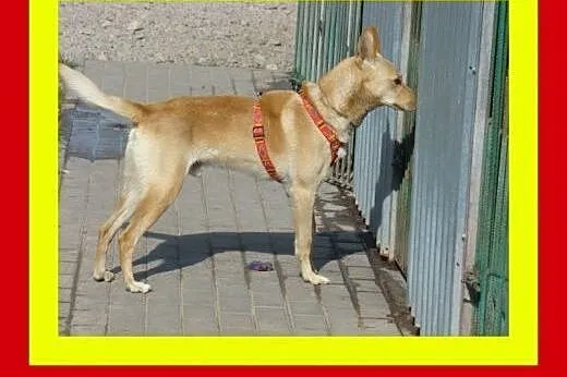 20kg,młody,pozytywny,energiczny,łagodny,pies CZAR,