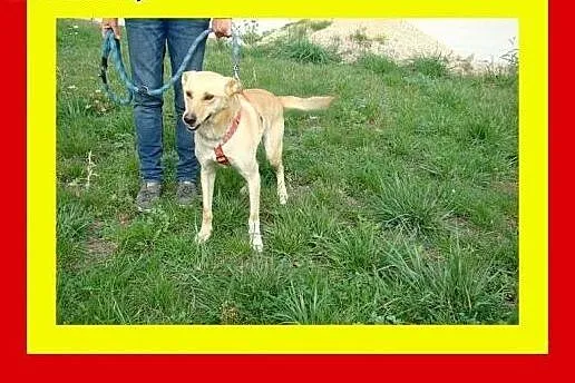 20kg,młody,pozytywny,energiczny,łagodny,pies CZAR,