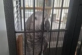 Żako kongijskie samica