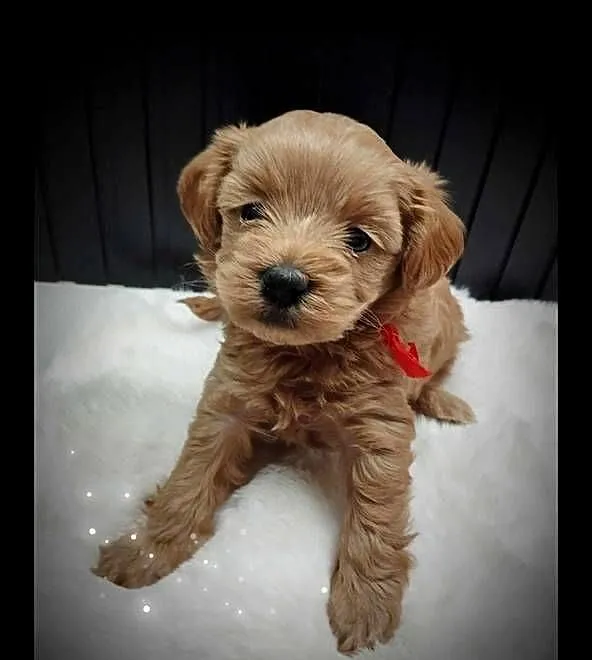 Cudna Sunia Maltipoo, Lubelskie, Skrobów-Kolonia