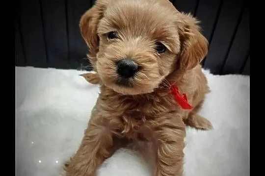 Cudna Sunia Maltipoo, Lubelskie, Skrobów-Kolonia