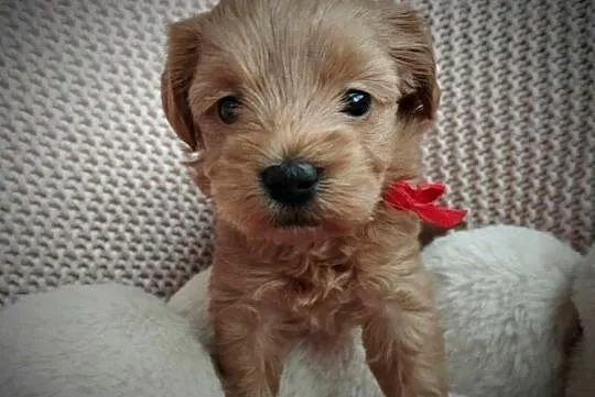 Cudna Sunia Maltipoo, Lubelskie, Skrobów-Kolonia