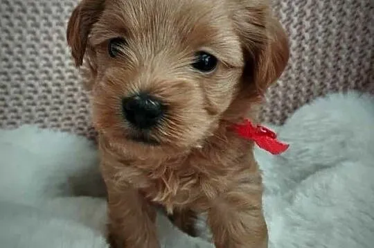 Cudna Sunia Maltipoo, Lubelskie, Skrobów-Kolonia