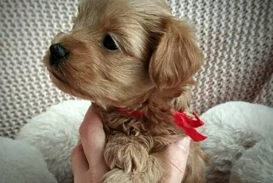 Cudna Sunia Maltipoo, Lubelskie, Skrobów-Kolonia