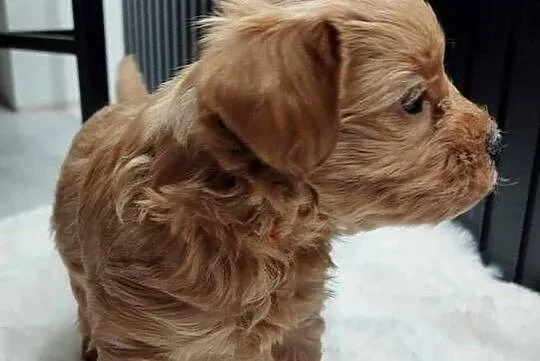 Cudna Sunia Maltipoo, Lubelskie, Skrobów-Kolonia