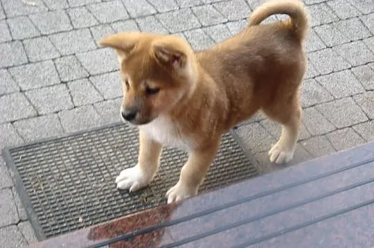 Akita Inu