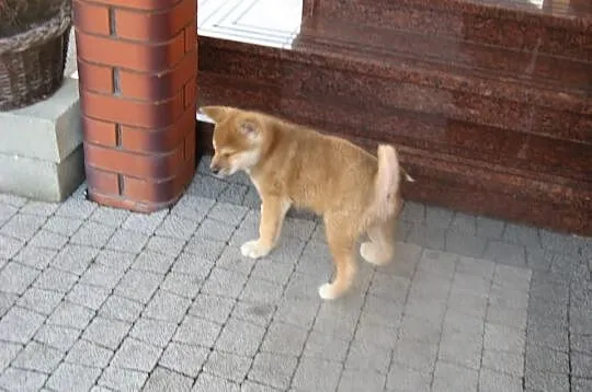 Akita Inu