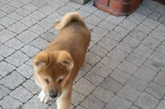 Akita Inu